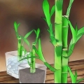 Cuidando do bambu da sorte