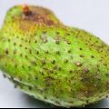 Fazendo suco de graviola