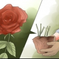 Elimine manchas pretas em rosas