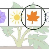Cultivo de batatas