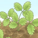 Poda de plantas de morango