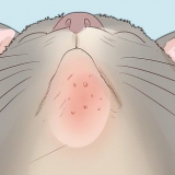 Tratamento de acne em gatos
