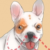 Diagnosticando problemas respiratórios em um buldogue francês