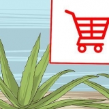Cultivando e usando aloe vera para fins medicinais