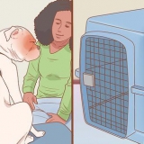 Fazer passeios de carro com seu cachorro