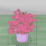 Poda de azaléias