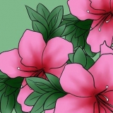 Cuidando das azaleias