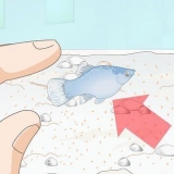Cuidando do peixe platy bebê