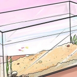Ajude os filhotes de guppies a crescer