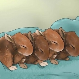 Alimentando coelhinhos