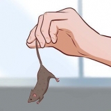 Cuidando de camundongos bebês
