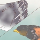 Identificando filhotes de pássaros