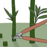 Matando bambu