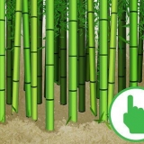Cortando bambu