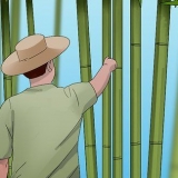 Cura de bambu