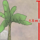 Cultivo de bananeiras em vasos