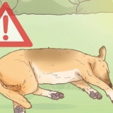 Tratar a insolação em cães