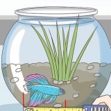 Determinando a idade de um peixe betta