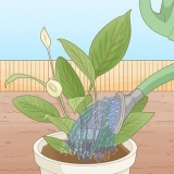 Determinando quanta água as plantas precisam