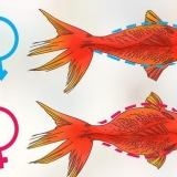 Determinando se um peixinho dourado está grávida