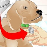 Determinando se um cachorro tem um chip