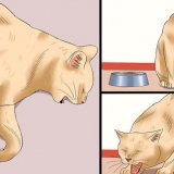 Como determinar se um gato tem raiva