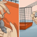 Determinando se um rato é macho ou fêmea