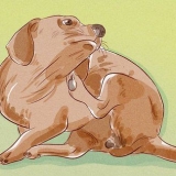 Determinando se seu cão tem pulgas
