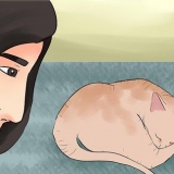 Determinando se seu gato está morto