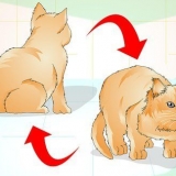 Determinando se o seu gato está acima do peso