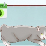 Determinando se sua gata está grávida