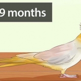 Determinando se sua calopsita é macho ou fêmea