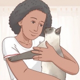 Decidindo se um gato siamês é ideal para você