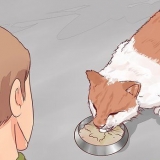 Decidindo se deve colocar seu gato para dormir