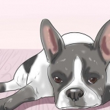 Tratamento da anemia em cães