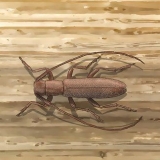 Besouro longhorn de combate
