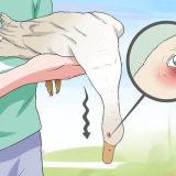 Tratando o botulismo em um pato