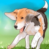 Treinamento de beagle