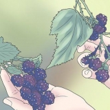 Cultivo de amoras