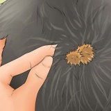 Removendo rebarbas do pelo de um cachorro