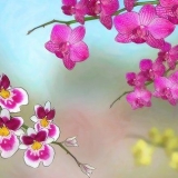 Cultivo de orquídeas ao ar livre