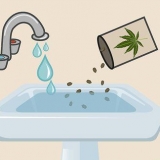 Plantando sementes de cannabis dentro de casa