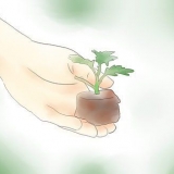 Plantas de crisântemo