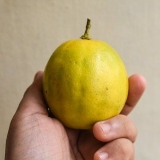 Limões maduros
