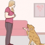 Comunicação com o seu cão