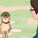 Comunique-se com seus animais de estimação