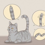 Comunicando-se com seu gato