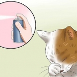 Tratamento da conjuntivite em gatos