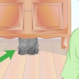 Verificando se um gato está com febre