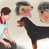 Verificando se seu cão está saudável e feliz